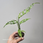 Kolekcjonerska Monstera obliqua Peru.jpg