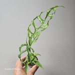 Monstera obliqua Peru w doniczce 6cm.jpg
