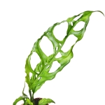Perforowany liść Monstera obliqua Peru.jpg
