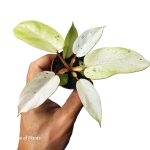 Jedna z oferowanych Philodendron Snowdrift.JPG