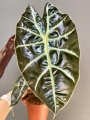Dorosły liść Alocasia suhirmaniana Red