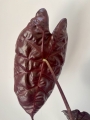 Spód liścia Alocasia suhirmaniana Red
