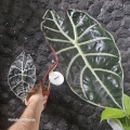 Zbliżenie na dorosłą Alocasia suhirmaniana Red