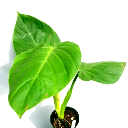 planted kaufen Planted