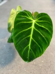 Unerwienie Philodendron luxurians