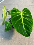 Piękne liście Philodendron luxurians