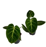 Sadzonki Philodendron luxurians