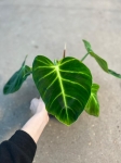 Philodendron luxurians