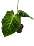 Philodendron luxurians z palikiem