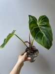 Philodendron luxurians jedna z roślin.jpg