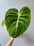 Philodendron luxurians zbliżenie na liść.jpg