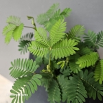 Drobnolistna Mimosa pudica.jpg