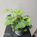 Jedna z oferowanych Mimosa pudica.jpg