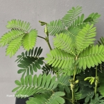 Mimosa pudica liście.jpg
