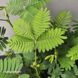 Mimosa pudica | Mimoza wstydliwa
