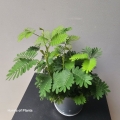 Rozeta liści Mimosa pudica.jpg