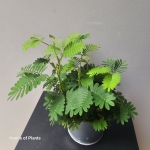 Rozeta liści Mimosa pudica.jpg