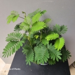 Sadzonka Mimosa pudica.jpg