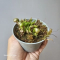 Sadzonka Darlingtonia californica