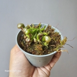 Sadzonka Darlingtonia californica