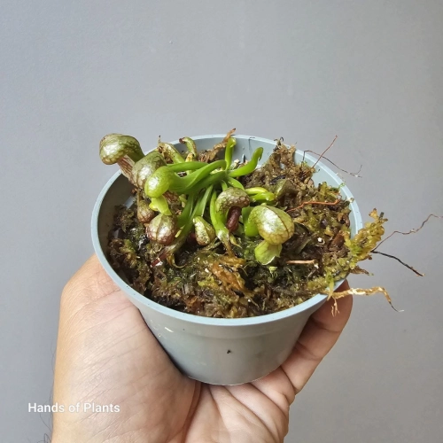 Darlingtonia californica _ na zamówienie