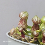 Darlingtonia californica – liście przypominające głowę kobry