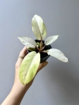 Philodendron Snowdrift