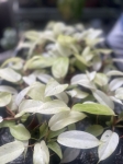 Philodendron Snowdrift