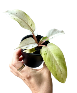 Philodendron Snowdrift