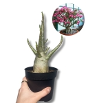 Adenium obesum "Róża pustyni" starsza roślina