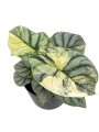 Dorosła alocasia Silver Dragon variegata 3.jpg