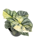 Dorosła alocasia Silver Dragon variegata 3.jpg