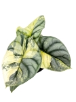 Dorosła alocasia Silver Dragon variegata 4.jpg