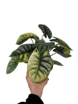 Dorosła alocasia Silver Dragon variegata.jpg