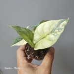 Jedna z oferowanych alocasia silver dragon yellow variegata.jpg