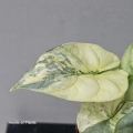 liść alocasia silver dragon yellow variegata.jpg