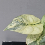 liść alocasia silver dragon yellow variegata.jpg