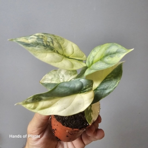 Alocasia cuprea 'Red Variegata' (1)
