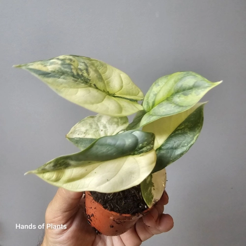 Alocasia cuprea 'Red Variegata' (1)