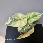 Variegacja alocasia silver dragon yellow variegata.jpg