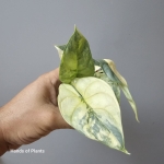 Zbliżenie na alocasia silver dragon yellow variegata.jpg