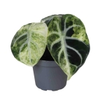 Alocasia Ninja Variegata