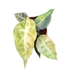 Alocasia Polly Variegata Aurea.Jpg