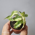 Alocasia Polly Variegata Aurea jedna z sadzonek.jpg