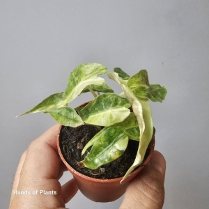 Alocasia cuprea 'Red Variegata' (1) (1) (1)