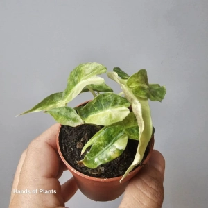 Alocasia Polly Yellow Variegata