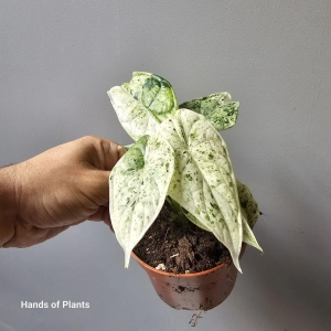 Alocasia Dragon Scale Mint Variegata