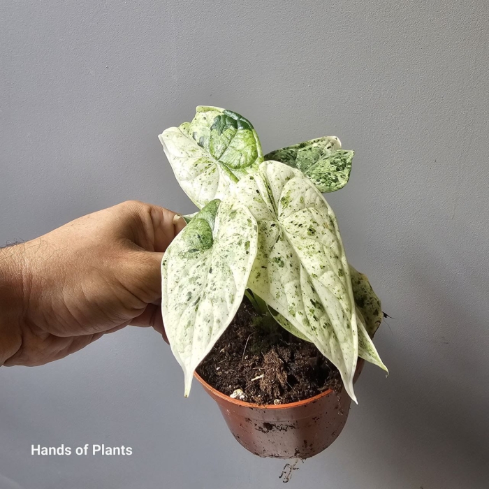 Alocasia Dragon Scale Mint Variegata jedna z roślin.jpg