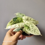 Alocasia Dragon Scale Mint Variegata jedna z sadzonek.jpg