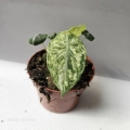 Alocasia Ninja Tricolor liść.jpg
